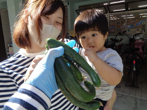 🍉毎年夏野菜も育てています🥒
