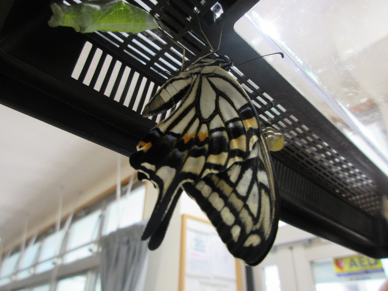 飼っていたあおむしがすべて綺麗なアゲハチョウになりました★