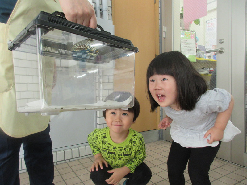 飛び立つちょうちょさんに大興奮！