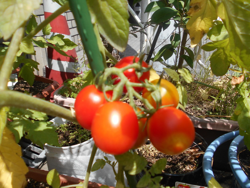 真っ赤な完熟トマトが実りました♪