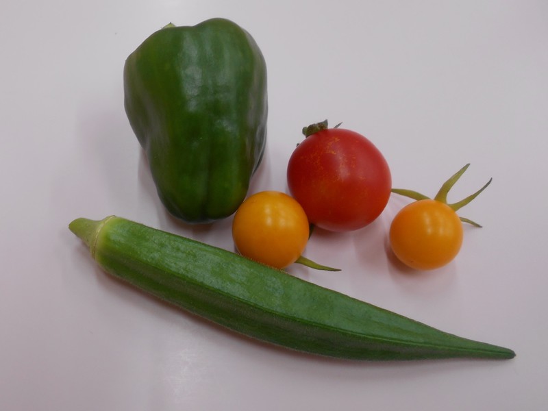 みんなで育てたピーマン、オクラ、カラフルトマト！収穫しました♪