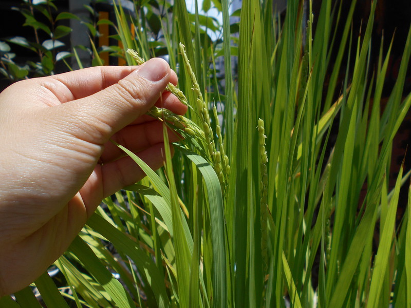 おやおや・・？！これはもしかして・・！