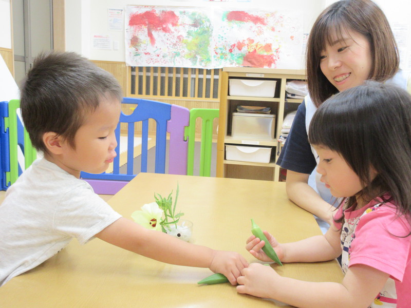 オクラを収穫して観察したよ☆