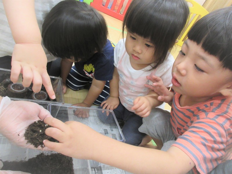 カブトムシさんが卵を産みました✨
