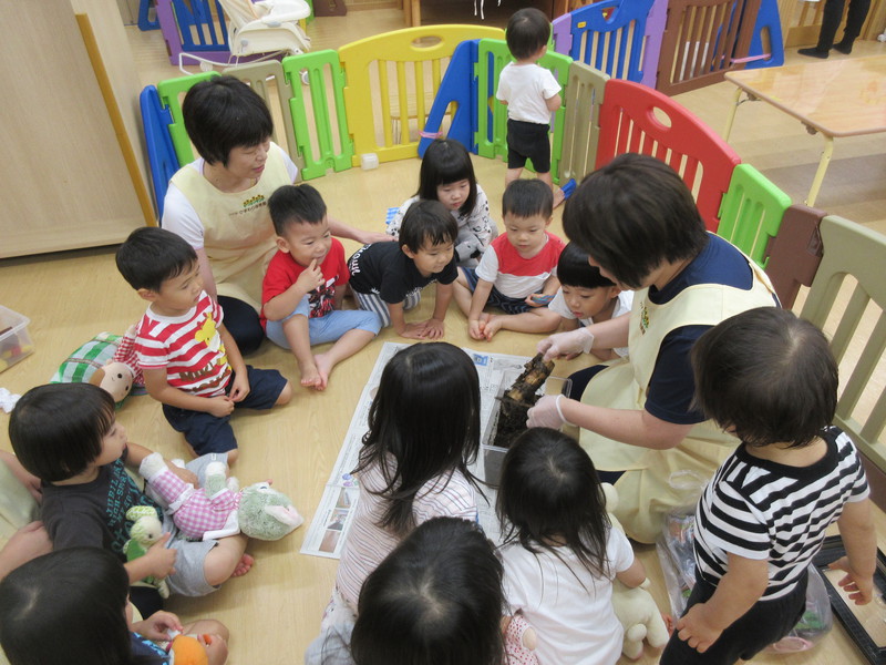 カブトムシの卵がたくさん赤ちゃんになっていました👶