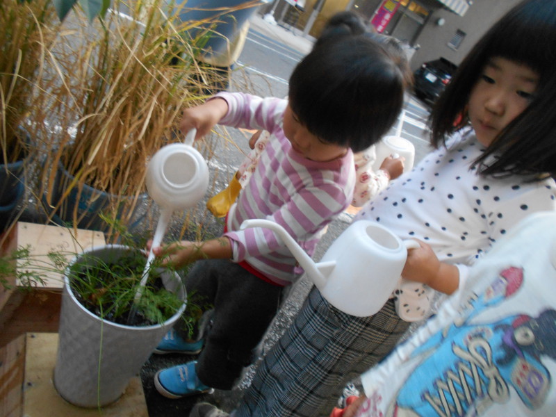 お水やりみんなでしてるよ🌻