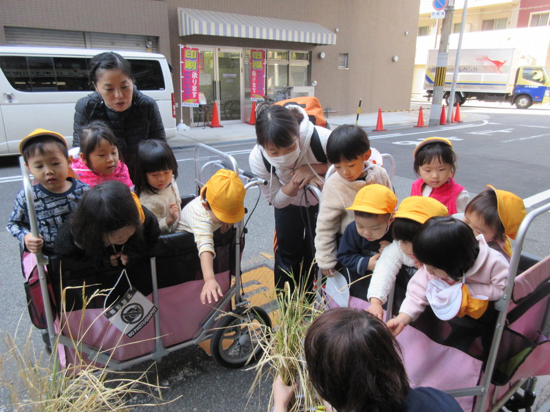 みんなで育てたお米、稲刈りをしました🍚