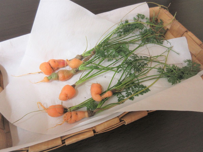 赤ちゃんにんじんを収穫👶