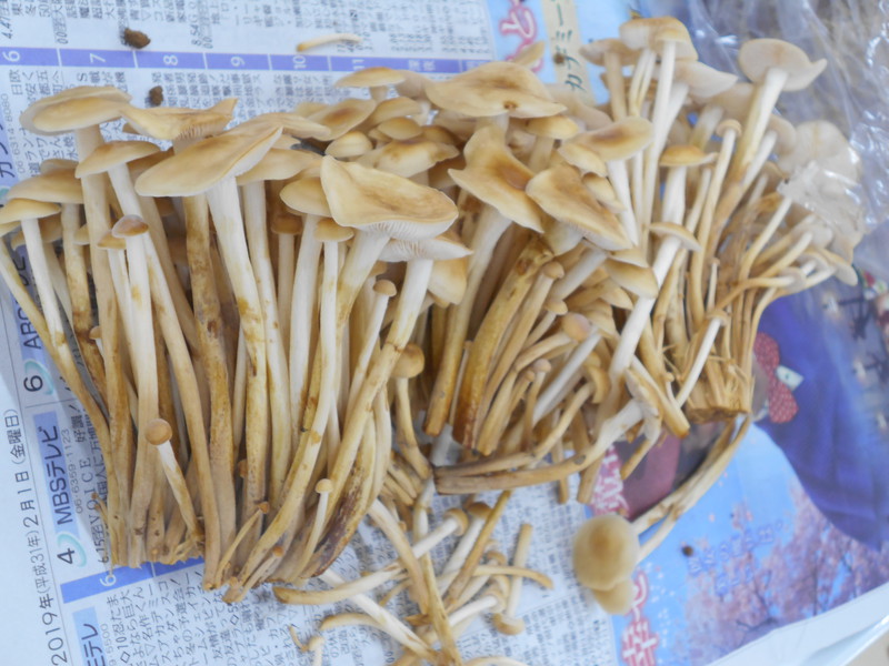 こーんなに立派なえのきが採れました☆