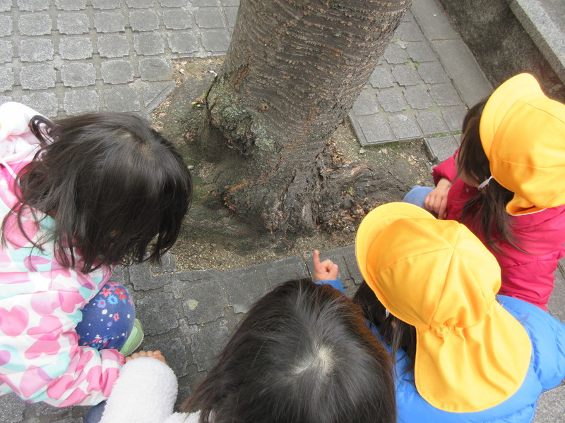 小さなつぼみ発見👀✨