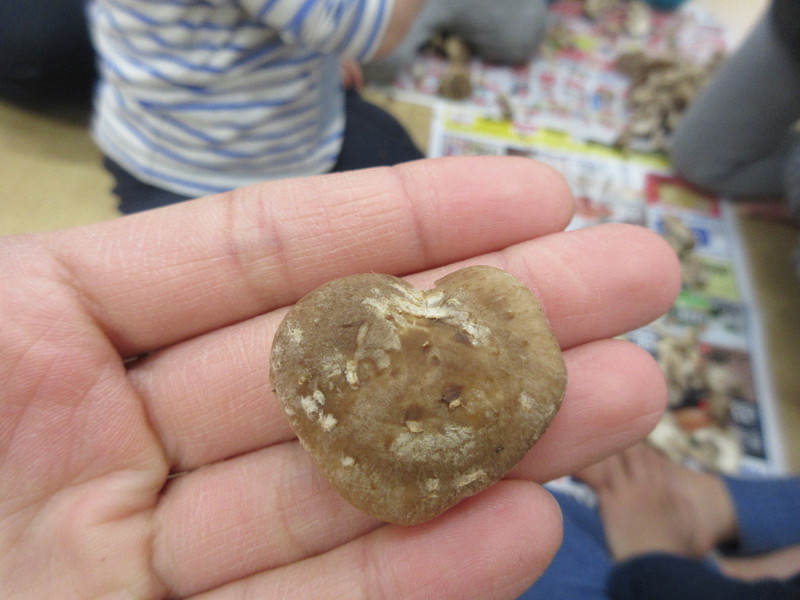 ハートのしいたけ発見💛♡💕