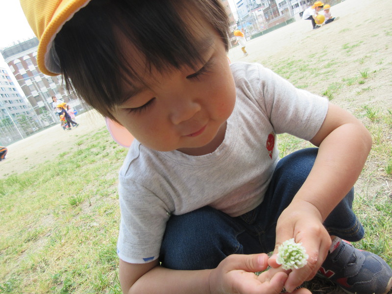 シロツメクサをみつけたよ👀