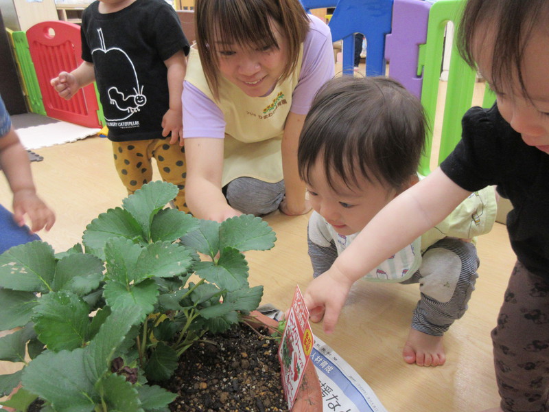 苺の苗を観察したよ🍓♪