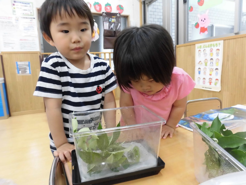 今年もあおむしさんがやってきたよ🍂