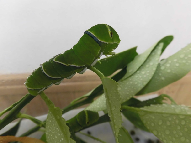 あおむしさんが葉っぱを食べて・・・