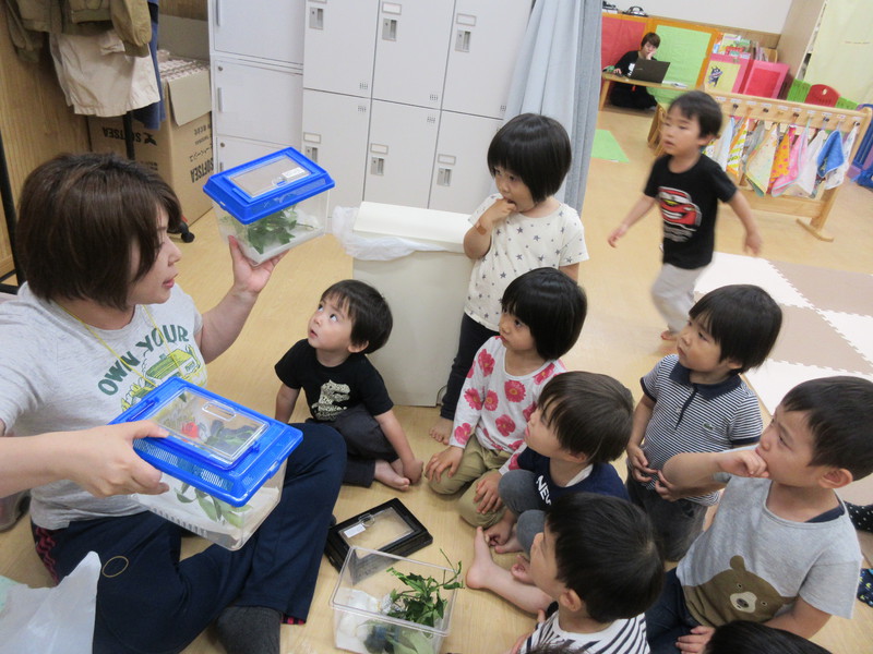 あおむしさんがたくさん大きくなりました✨