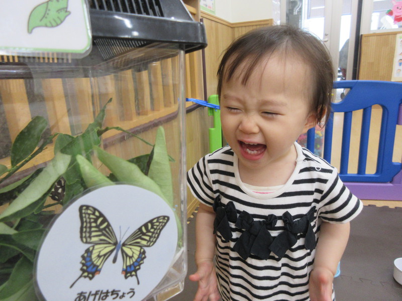 ちょうちょになって嬉しいね★