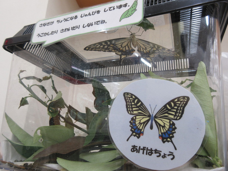 ついに1匹目のアゲハチョウが誕生しました🦋