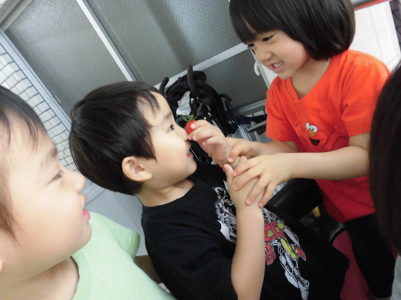 トマトを収穫しました🍅