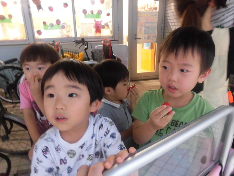 2回目のピーマン・トマトの収穫💛