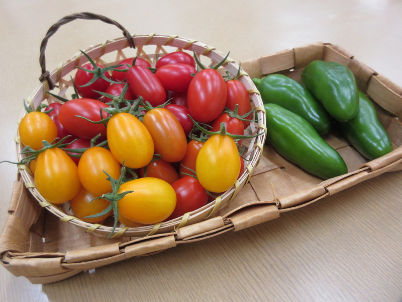 カラフルお野菜採れました✨