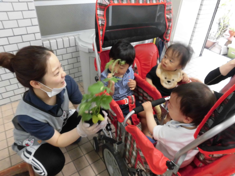朝顔を植えました✨