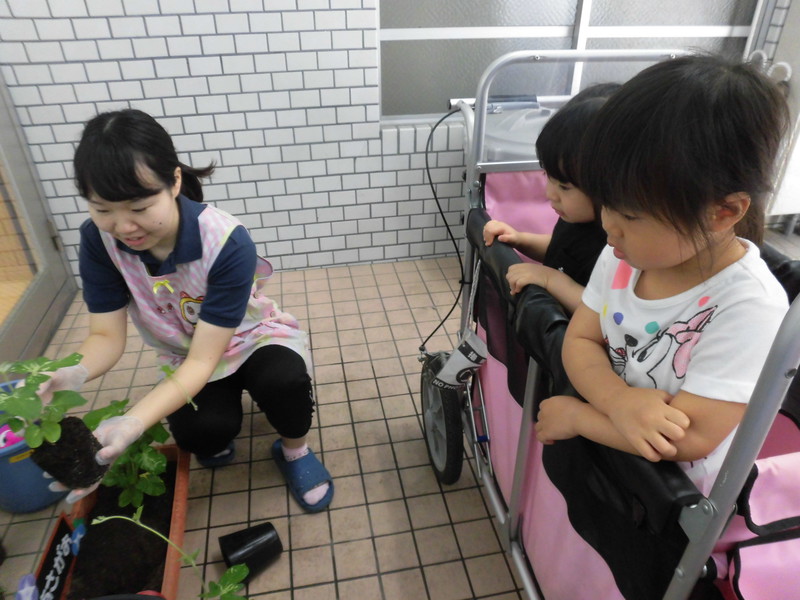 きれいに咲きますように🎵