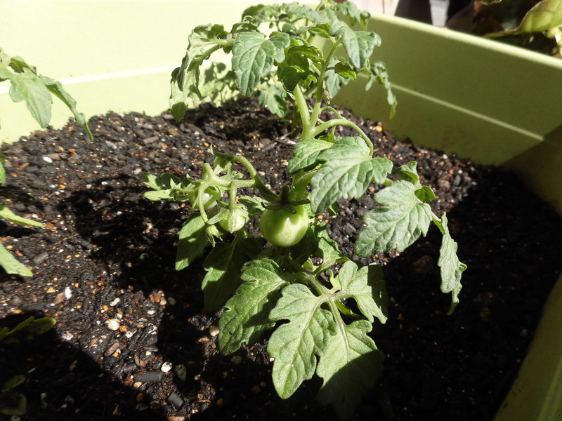 トマトの赤ちゃん🍅かわいいね！
