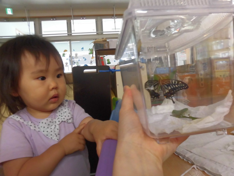 ちょうちょになってる…😲❕