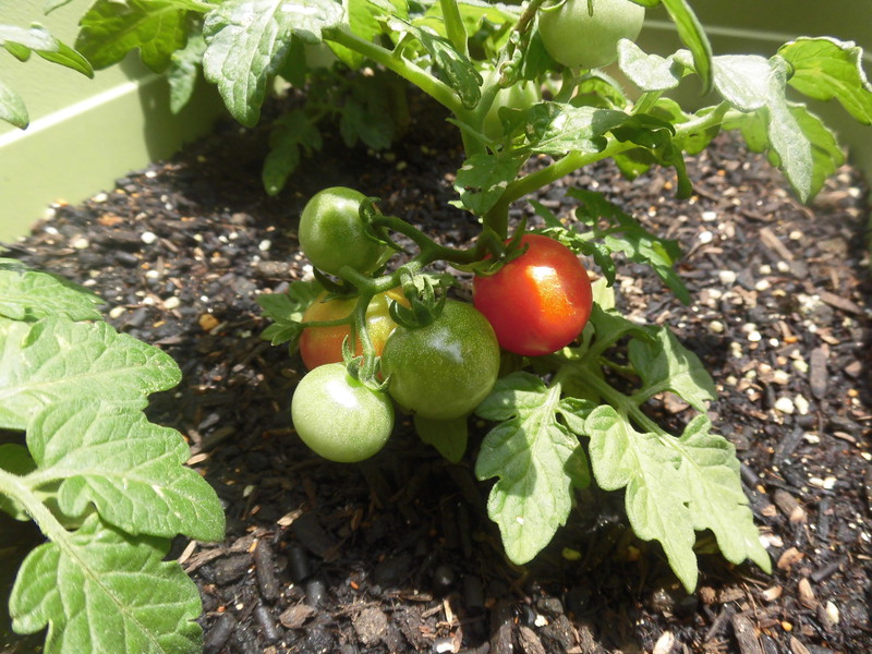 トマトが赤くなってきました🍅
