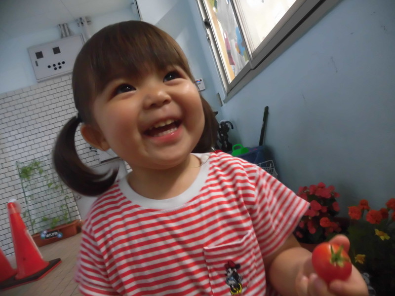 トマトを収穫したよ🍅