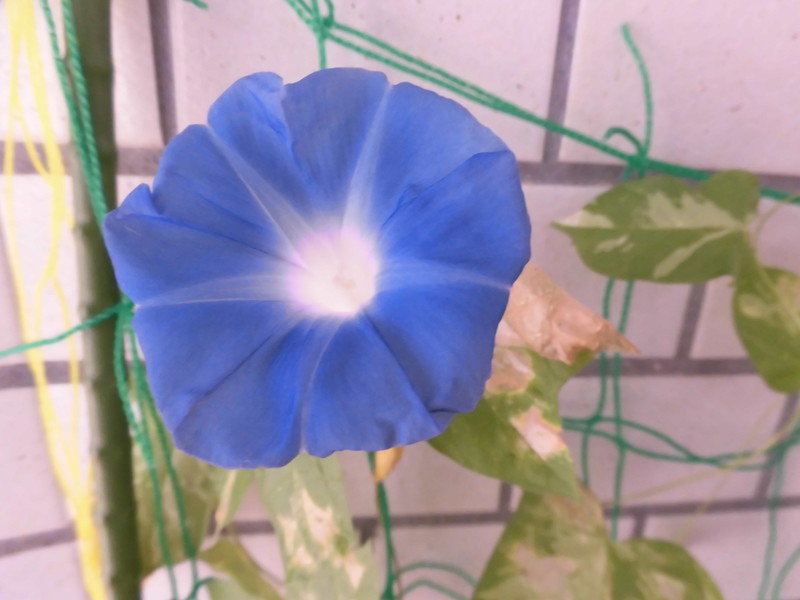 朝顔が咲きました👏✨