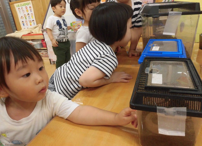 人気者のカブトムシさん💛