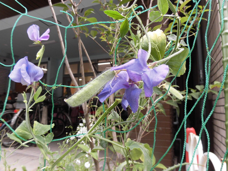 スイートピーにもさやができました👀