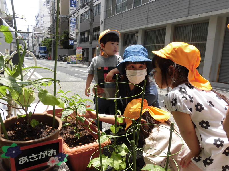 ピーマンに白いお花が咲いてるよ😲✨