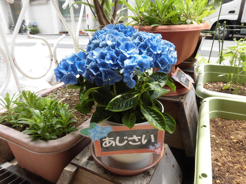 あじさいが見頃です🐌💕