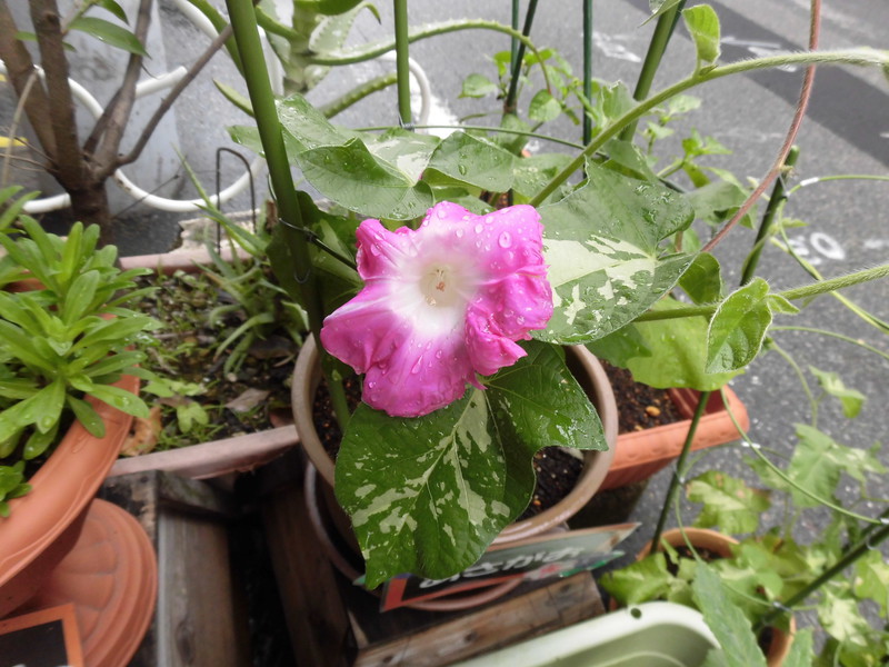 一輪目の朝顔が咲きました😃