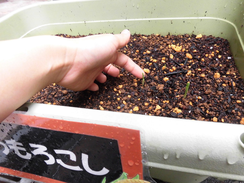 とうもろこしが発芽しました🌽