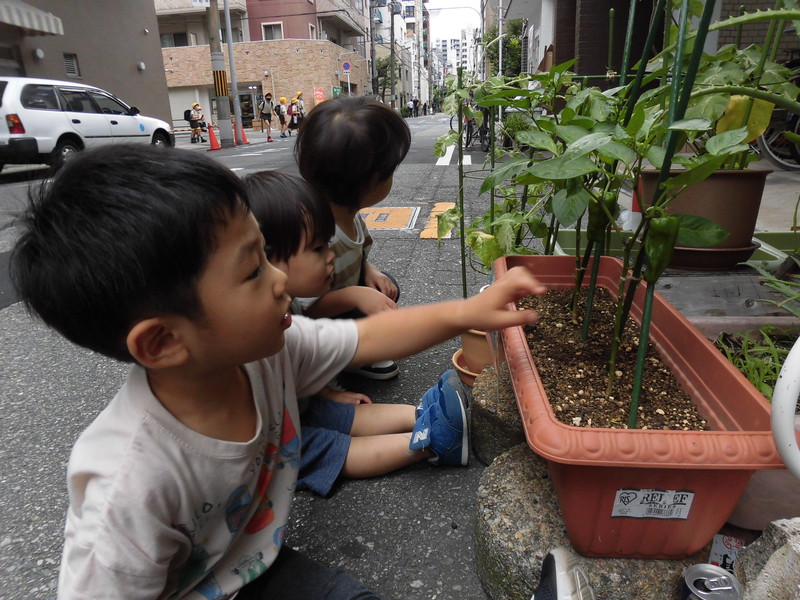 ピーマンを収穫するよ✨