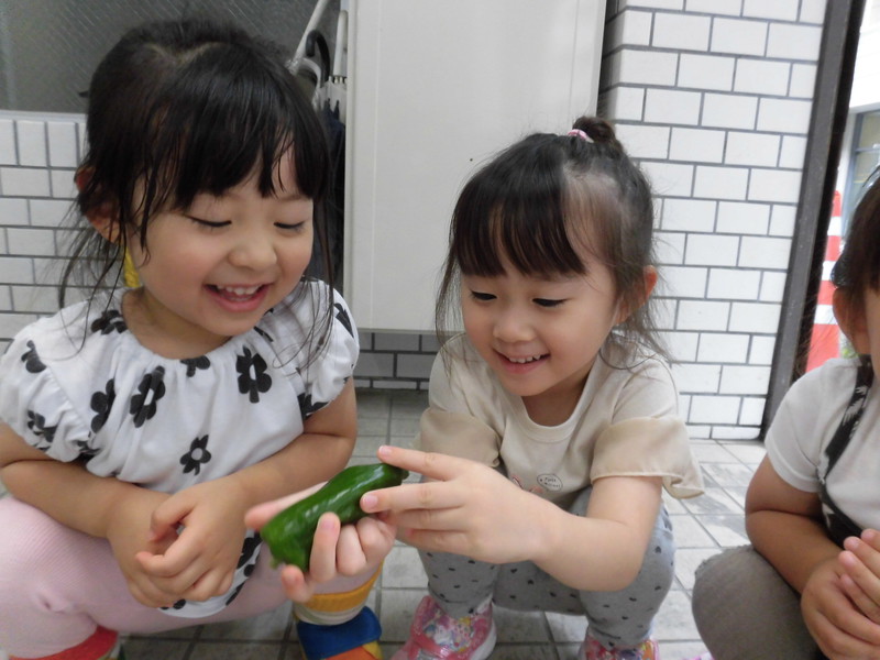 立派なピーマンが採れたね🎵