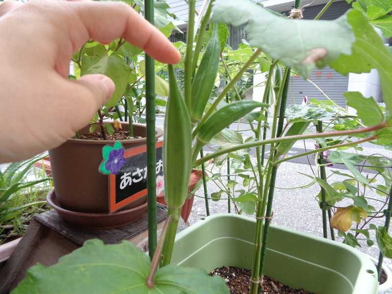 立派なオクラがたくさん❕