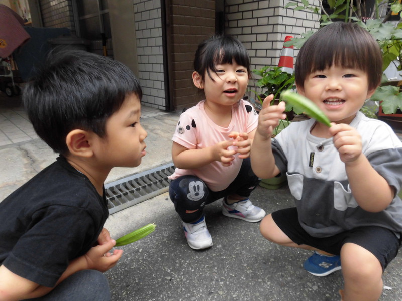 オクラを収穫したよ😊