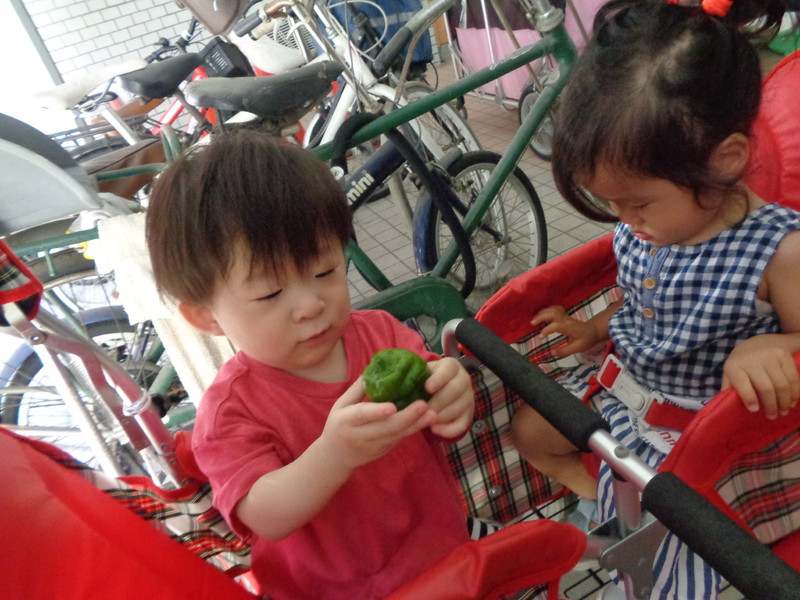 3回目の収穫をしたよ🎵