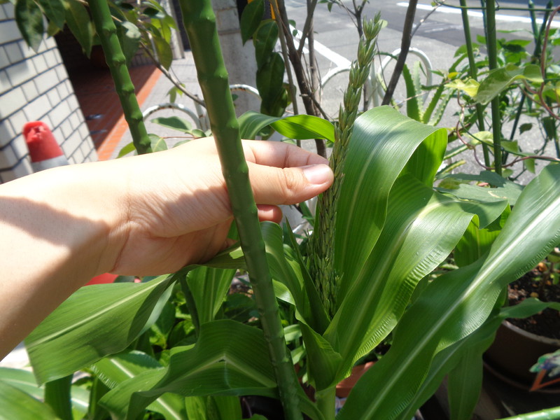 とうもろこしの雄穂がでてきました🌽