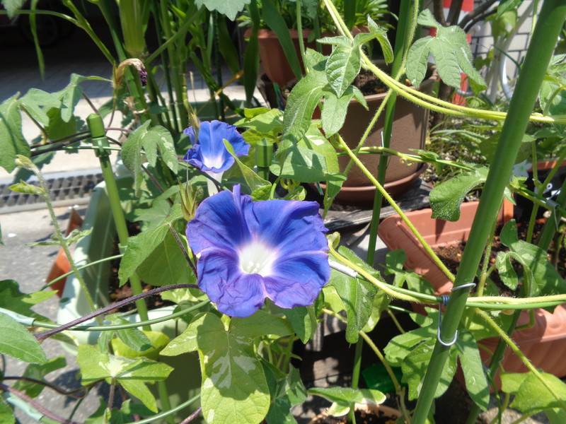 青い朝顔も咲きました🌼