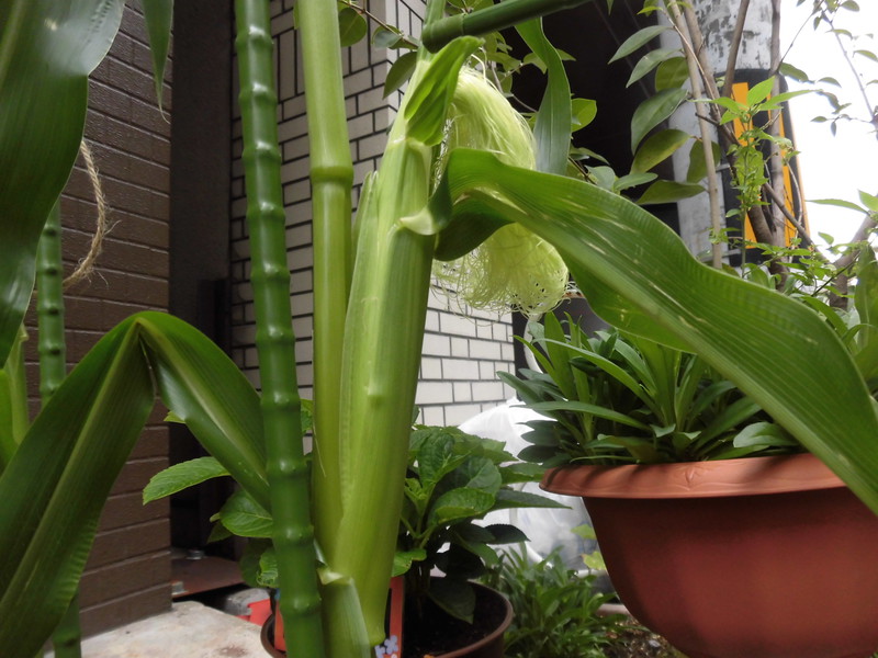 とうもろこしの髭がでてきましたよ🌽