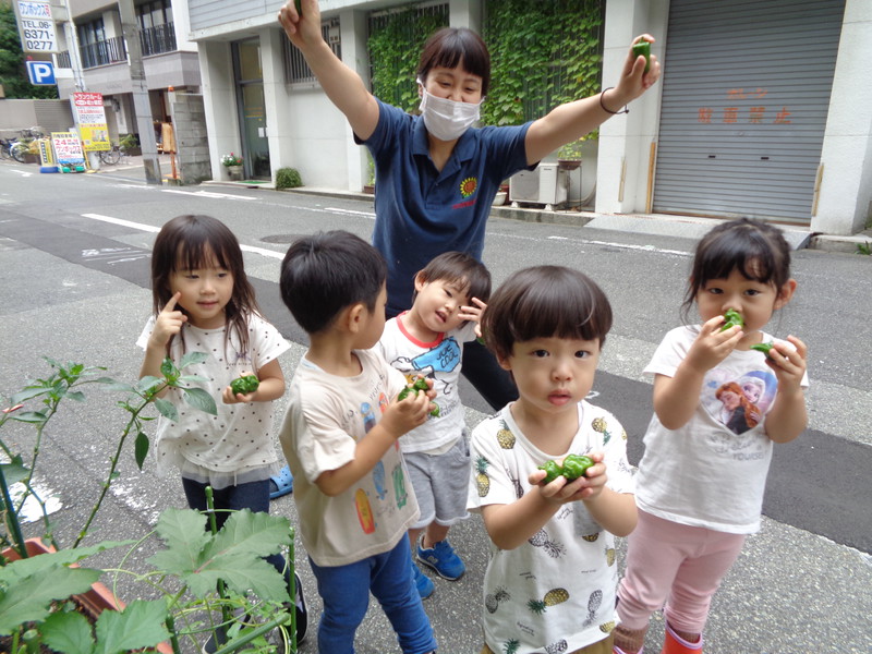 今年はピーマンが豊作です✨
