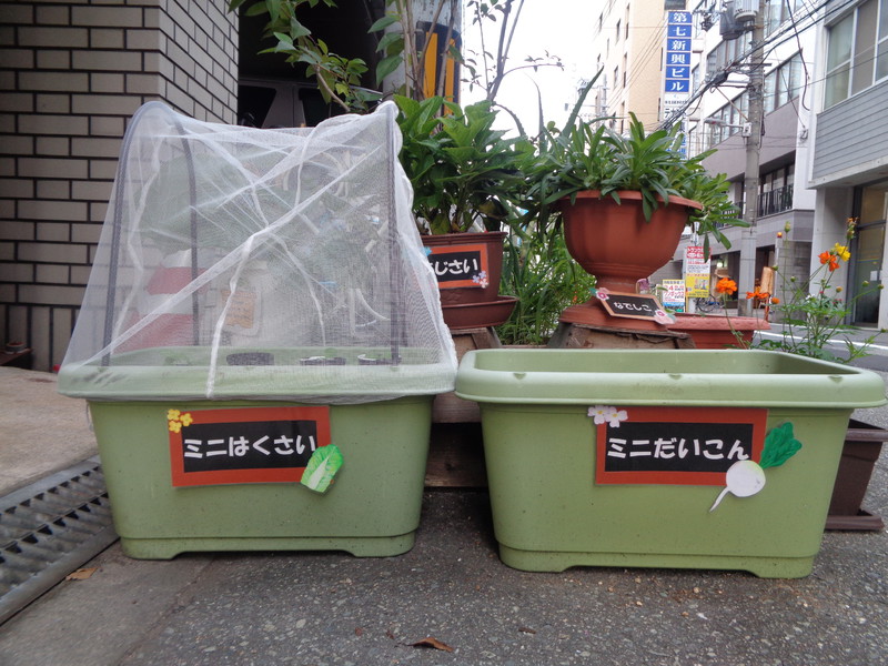 白菜と大根を植えました🥬