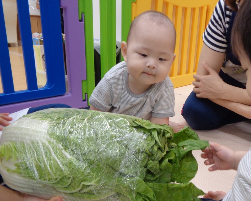 大きな白菜だね😲❕