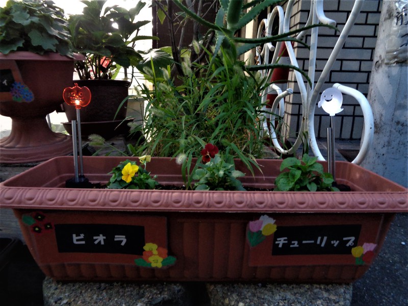 夜になると光っていますよ🎃👻